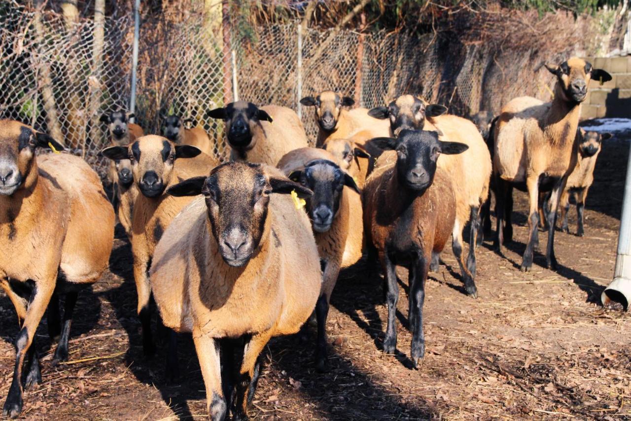 Landgasthof Zur Wildbahn Burg  Εξωτερικό φωτογραφία